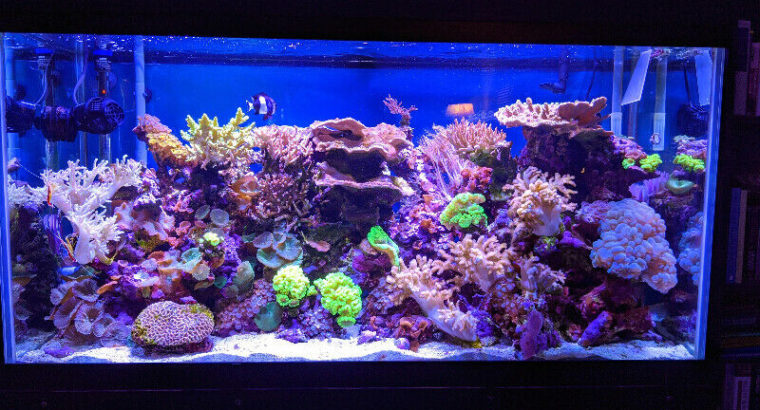 90-gallon reef aquarium