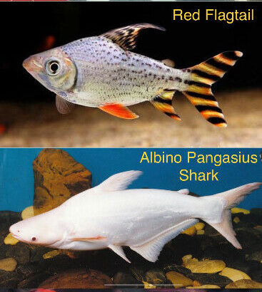 Wanted: LF: Albino Knife/Red Flagtail/Albino Shark/Red Tail Gourami !