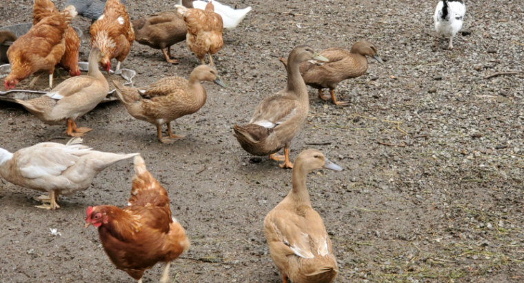 2-3month old ducks