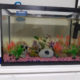 Aquarium and fish