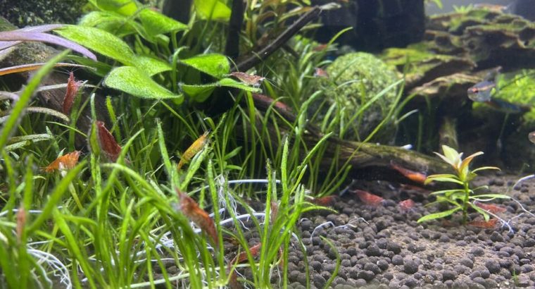 Cherry Shrimp