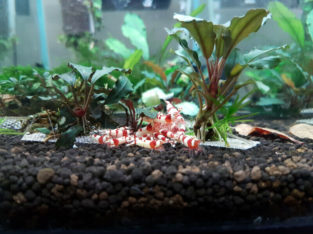 Aquatic Pet Shrimp!