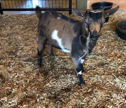 Goat for Sale STUD-Nigerian Dwarf Male