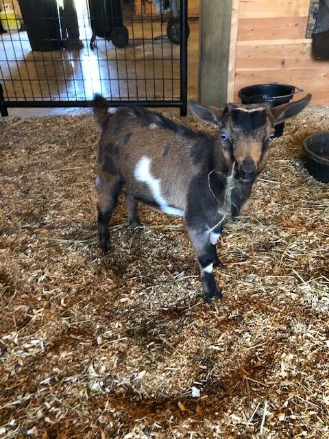 Goat for Sale STUD-Nigerian Dwarf Male