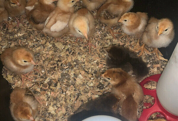 Week old Rhode Island Red mixed chicks