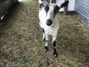Goats for sale, does with babies, young does, buck