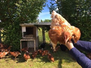 Rhode Island Red x Heritage Layer Pullets