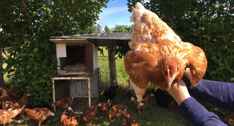 Rhode Island Red x Heritage Layer Pullets