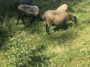 Pure Romanov ewes and lambs