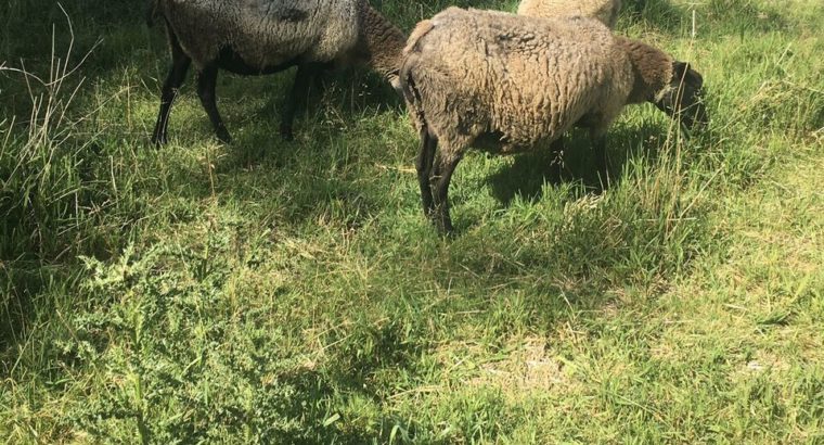 Pure Romanov ewes and lambs