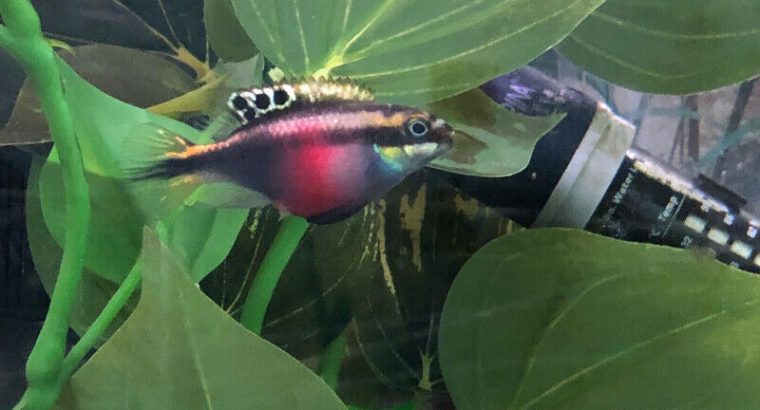 Wanted: Looking for super red kribensis- $$