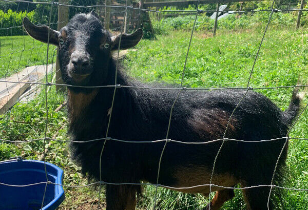 Nigerian Dwarf Buck