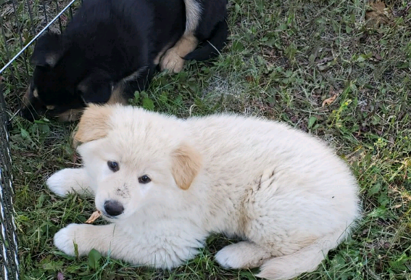 Husky/Shepherd Puppy