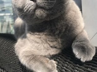 Lost Scottish Fold