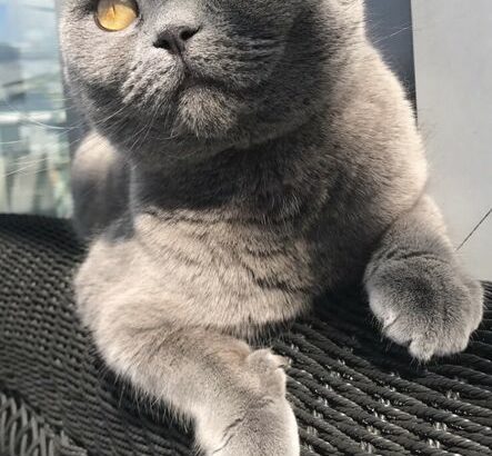 Lost Scottish Fold