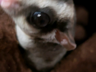 Sugargliders for rehoming
