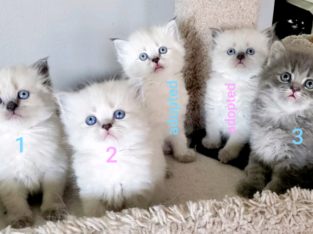 5 Purebred Doll Face Persian Kittens **2 left**