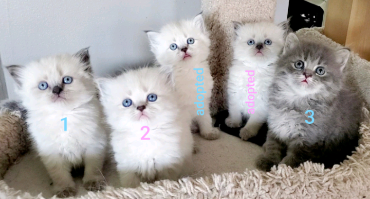 5 Purebred Doll Face Persian Kittens **2 left**