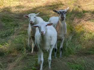 Lamb Sheep Ewe