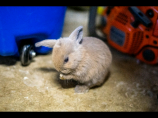 2 left! Holland lop bunnies for sale