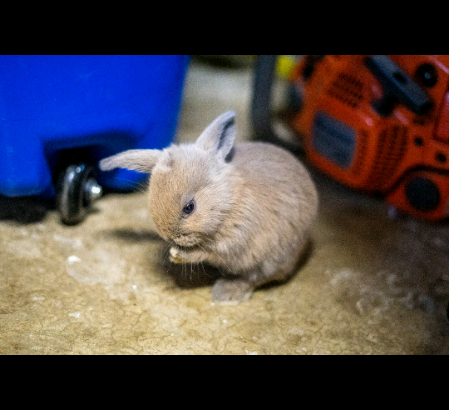 2 left! Holland lop bunnies for sale