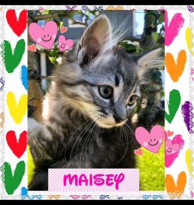 Meet maisey