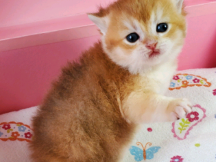 British Shorthair Golden shaded kittens (Waiting list)!