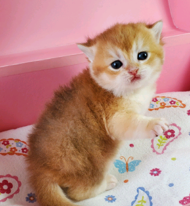 British Shorthair Golden shaded kittens (Waiting list)!