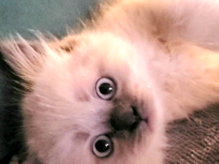Purebred Doll Face Persian Kittens **one male left**