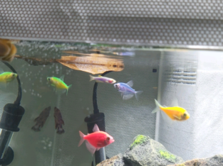 5 Assorted Glofish with ornaments + lights!