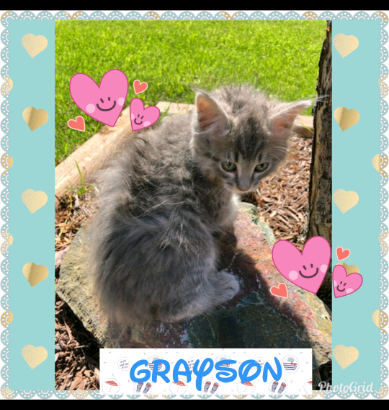 Meet grayson