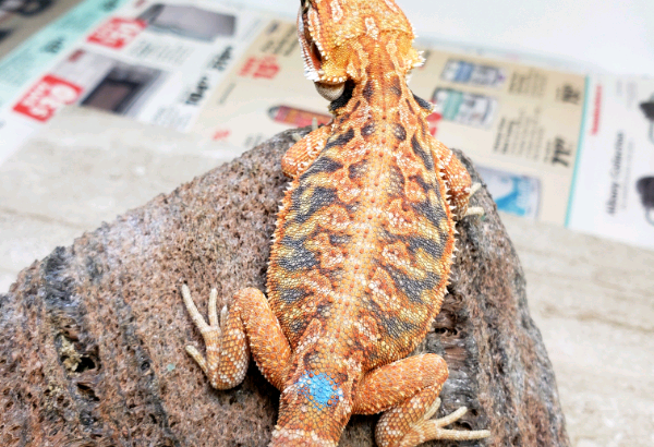 Gorgeous bearded dragons available