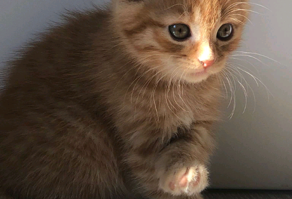 Male orange kittens