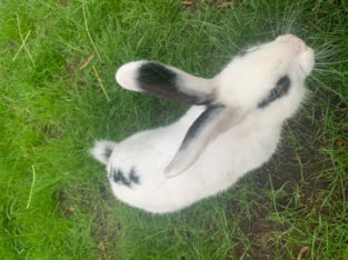 6 month old bunny for sale
