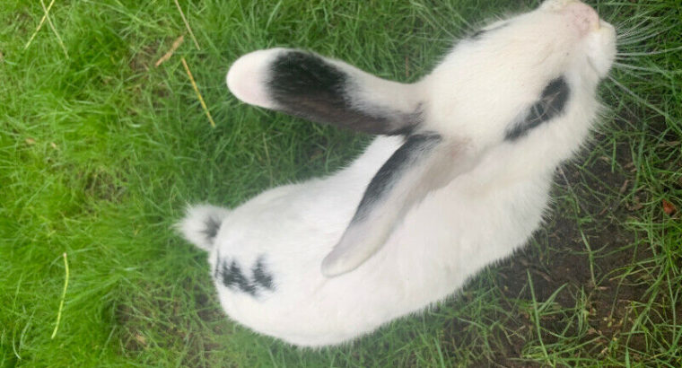 6 month old bunny for sale