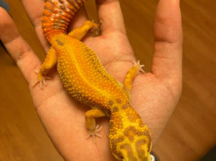 Female leopard gecko looking for new home