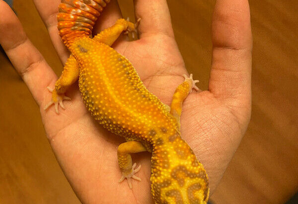 Female leopard gecko looking for new home