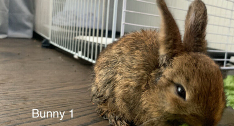 One month old bunnies for rehoming