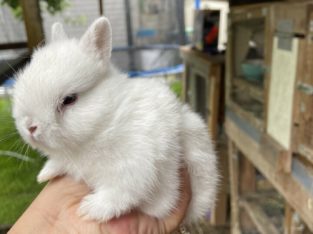 Netherland dwarf bunnies