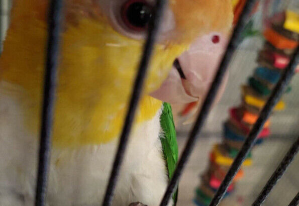 White bellied caique