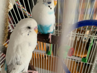 Two Budgies to Rehome