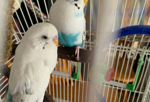 Two Budgies to Rehome