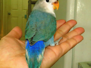 super tame handfed lovebird baby BOY (whiteface blue)