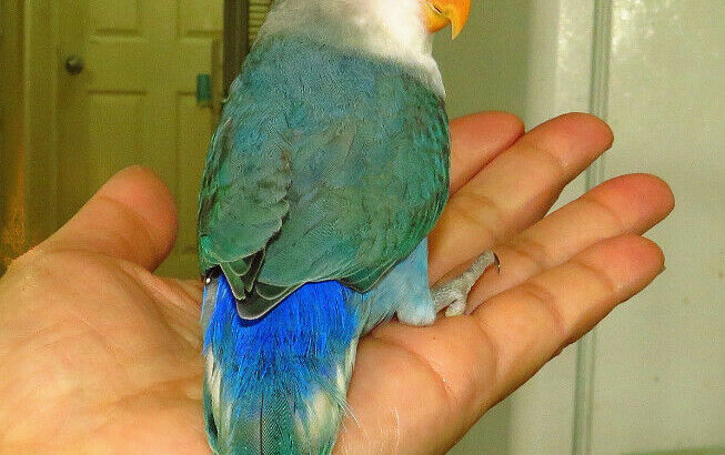 super tame handfed lovebird baby BOY (whiteface blue)