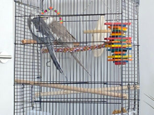 2 cockatiel breeding males available to breed