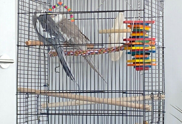 2 cockatiel breeding males available to breed