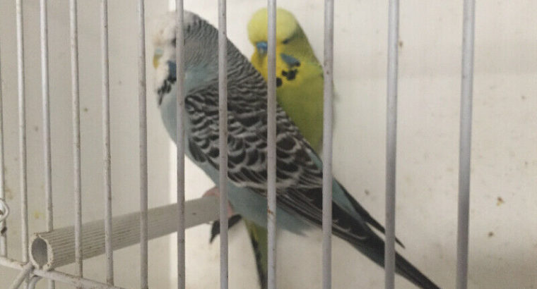 English Budgies