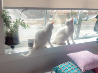 2 x Rare Pure White Brother Cats 1-years old.