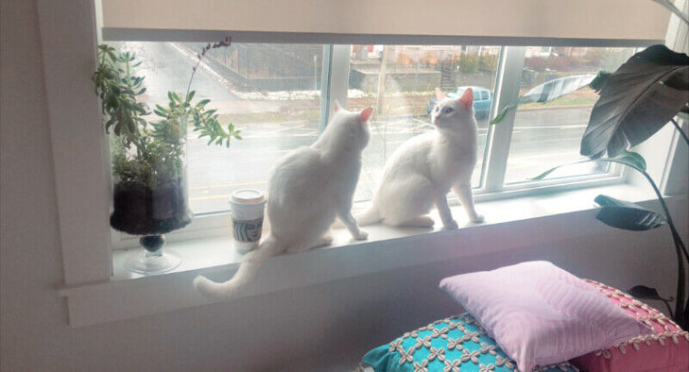 2 x Rare Pure White Brother Cats 1-years old.