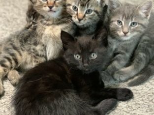 Adorable siameses tabby mix kittens